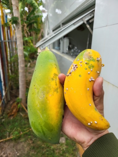 Bán nhà Xã Đất Đỏ - Biệt thự Sandy Home 500m2