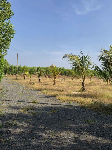 Bán đất vườn cạnh khu công nghiệp Đất Đỏ. Diện tích 1324m2 hai mặt tiền giá chỉ 1,45 tỷ